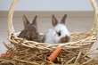 2 junge Kaninchen