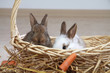 2 junge Kaninchen