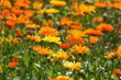 Marigold