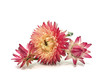 Helichrysum flowers