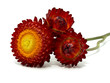 Helichrysum flower on the white background