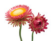 Helichrysum flowers