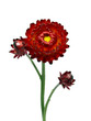 Helichrysum flower on the white background