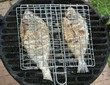 Fish on grill