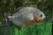 Piranha