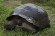 tortue femelle