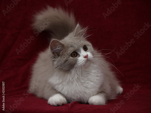 Photo: Türkisch Angora Katze Türkisch Angora Katze