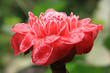 Blume