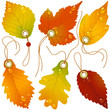 Autumnal discount. Vector fall leaves