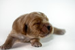 Hundebaby 7 Tage alt