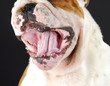 bulldog mouth