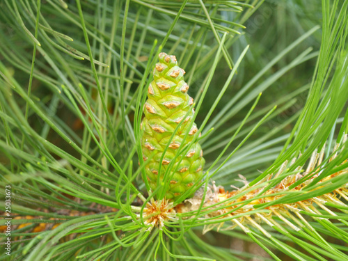 Photo: Black pine Black pine