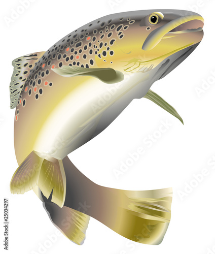 Illustration: Faune - Truite Faune - Truite
