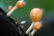 group of mushroom.