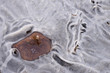 eingefrorenes Herbstblatt