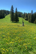 Hüttenwasen