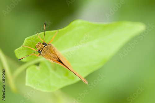 Green+skipper+butterfly