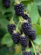 Brombeeren - Rubus sectio Rubus