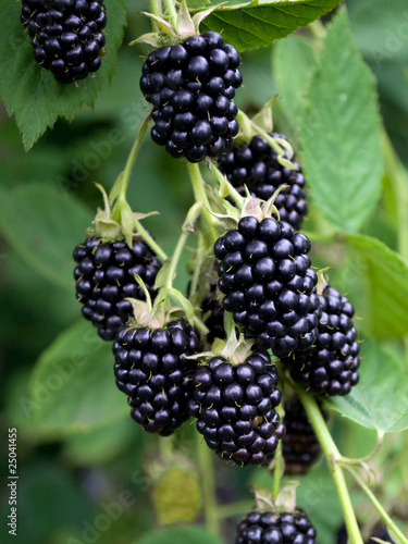 Photo: Brombeeren - Rubus sectio Rubus Brombeeren - Rubus sectio Rubus