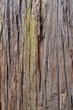Bark of giant sequoia tree