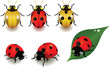 Ladybugs Ladybugs