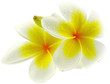 fleurs de frangipanier, fond blanc fleurs de frangipanier, fond blanc