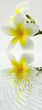 reflets de fleurs de frangipanier