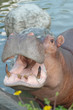 Hippopotamus