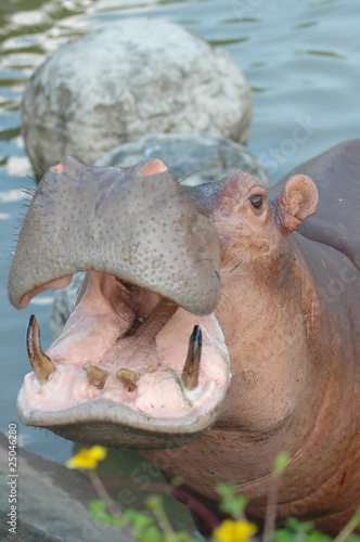 Photo: Hippopotamus Hippopotamus