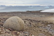 Mysterious boulders of Champ Island, Franz Jozef Land