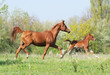 Photo en ligne au meilleur prix beautiful arabian mare and foal running on pasture