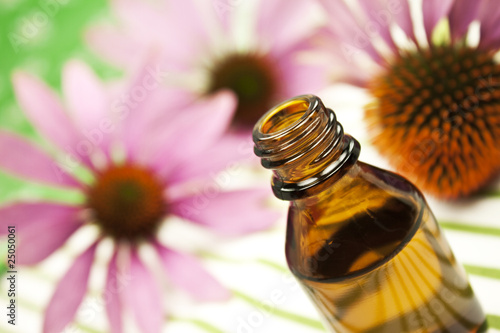 Foto: Echinacea Echinacea
