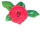 Card Red Rose