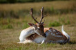 Small japanese deer