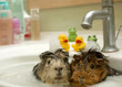 funny animals in the pool