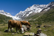 cows in the Switzerland mountains cows in the Switzerland mountains