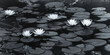 la flore aquatique