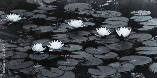 la flore aquatique la flore aquatique