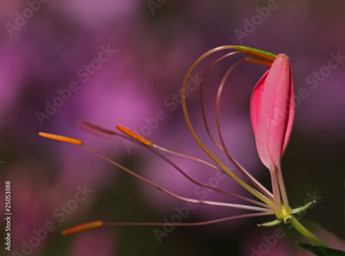 flore