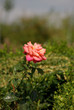 Foto: Orange Gelbe Edelrose Orange Gelbe Edelrose