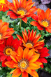 Gazania flowers