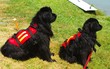 Two rescuer terre neuve dogs