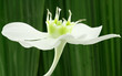 fleur blanche du lys de la Vierge sur feuille verte de palmier