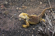 iguane 01