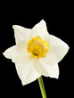 Daffodil isolated on black Daffodil isolated on black