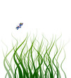 Curly Grass Curly Grass