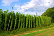 Hopfenfeld - hop field 01