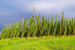 Hopfenfeld - hop field 06