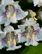 Flowers of Catalpa