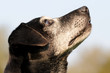 Hundesenior